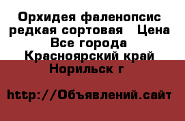 Орхидея фаленопсис редкая сортовая › Цена ­ 800 - Все города  »    . Красноярский край,Норильск г.